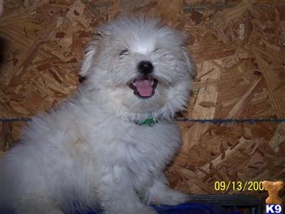 AKC. Maltese Pups